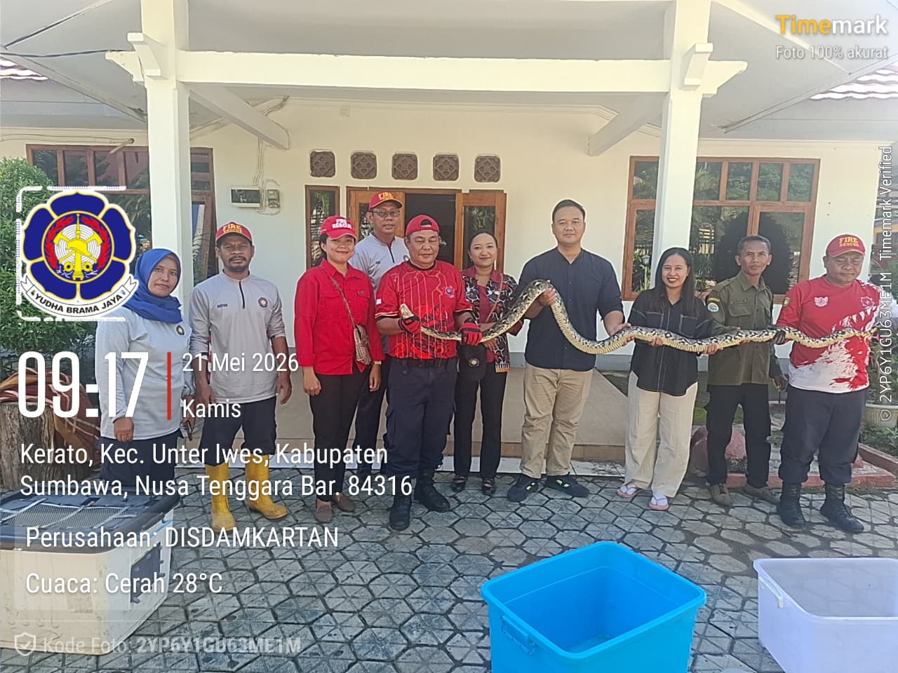 Penyerahan Ular Piton Hasil Evakuasi ke BKSDA Kabupaten Sumbawa